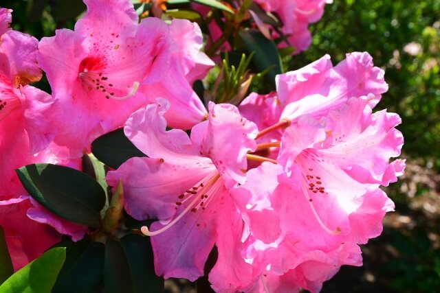 高山村の花シャクナゲ