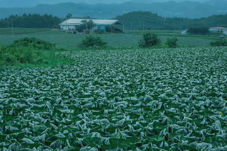 嬬恋村のキャベツ畑